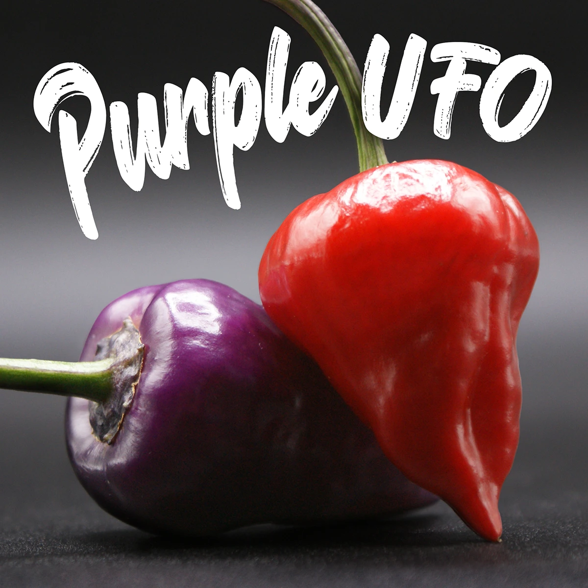 Purple Ufo