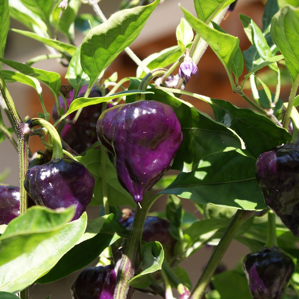 Purple Ufo – Image 3