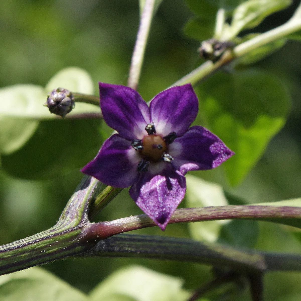 Purple Ufo – Image 4