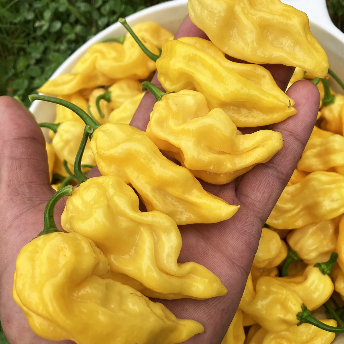 Lemon Reaper – Image 2