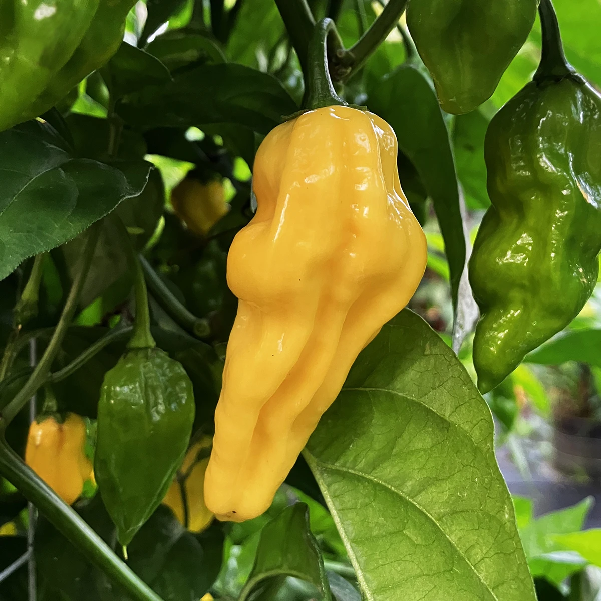 Lemon Reaper – Image 3