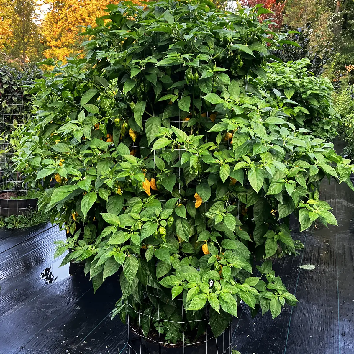 Lemon Reaper – Image 4