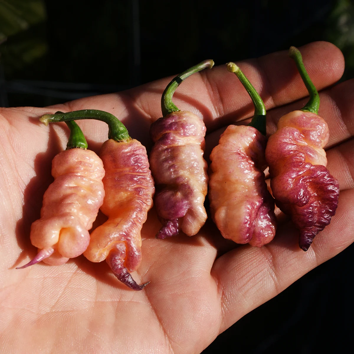 Reaper Pink Peach – Image 2