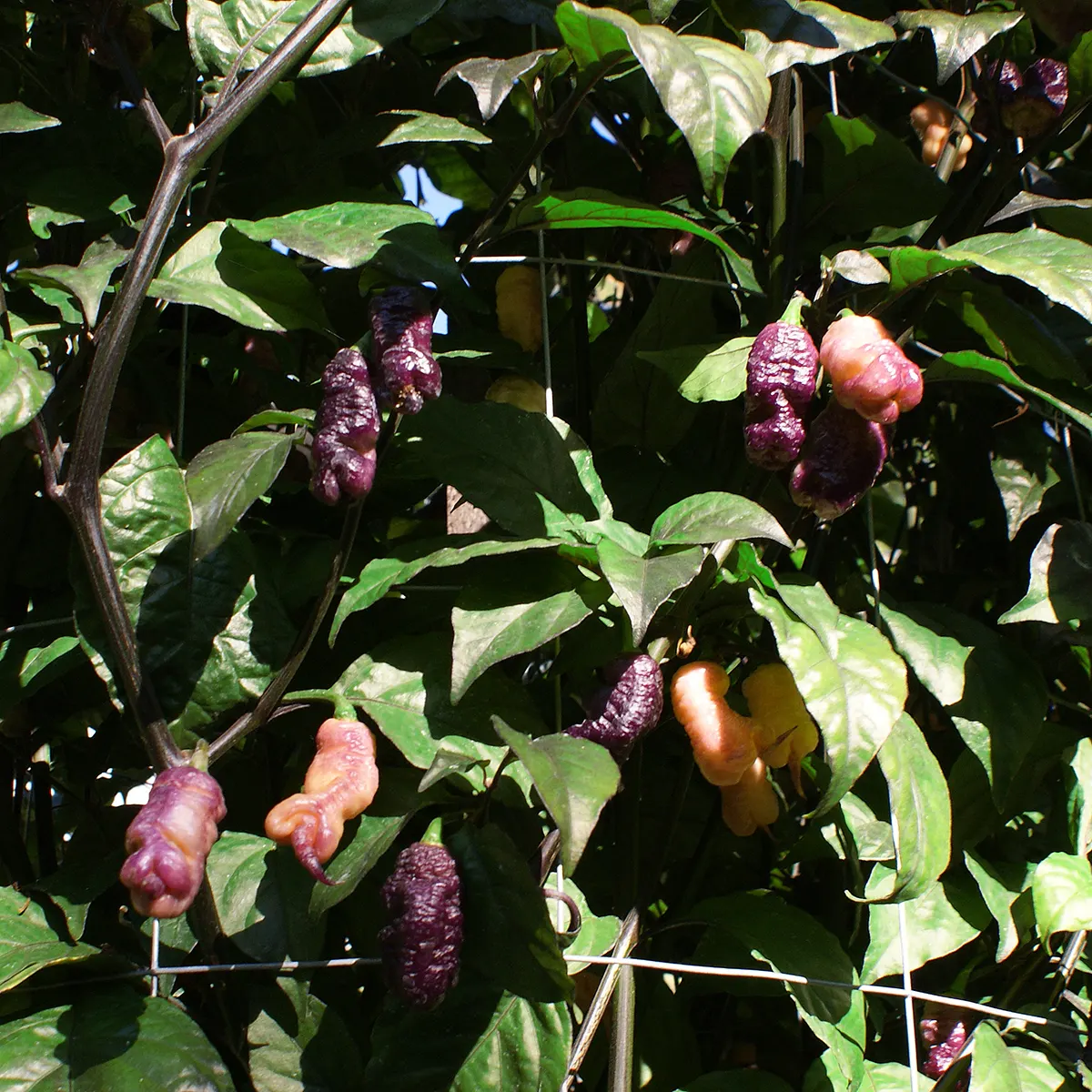 Reaper Pink Peach – Image 3