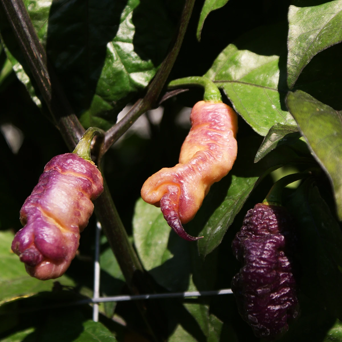 Reaper Pink Peach – Image 4