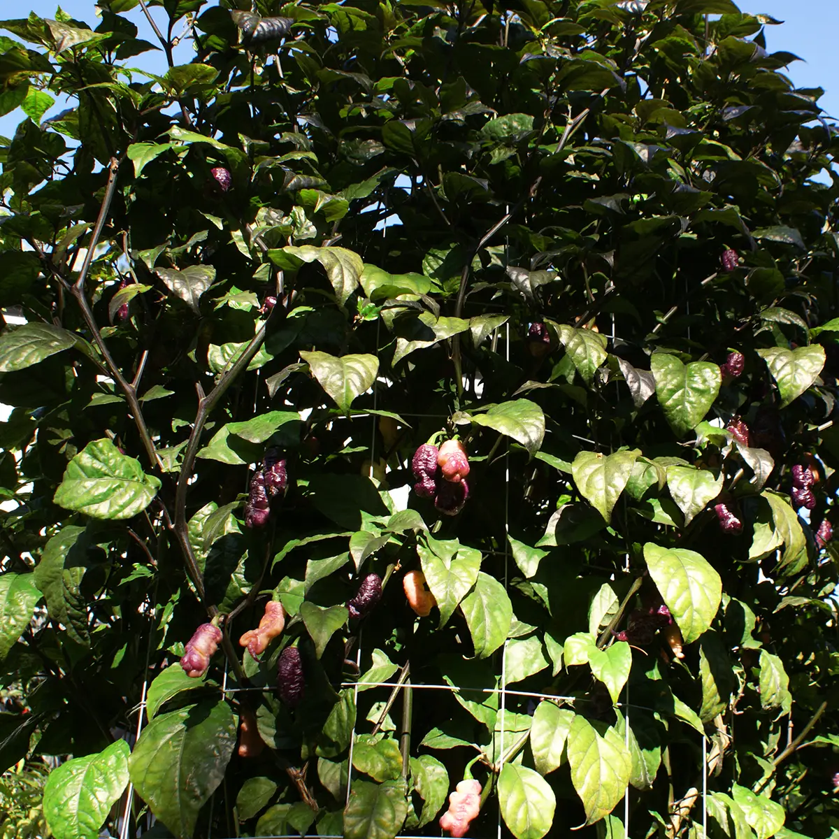 Reaper Pink Peach – Image 5