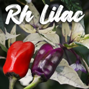 Rh Lilac