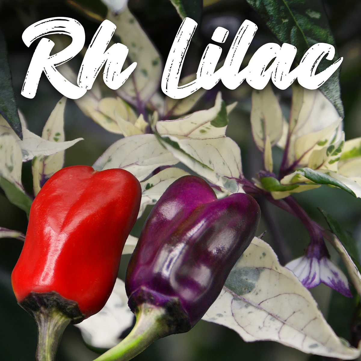 Rh Lilac