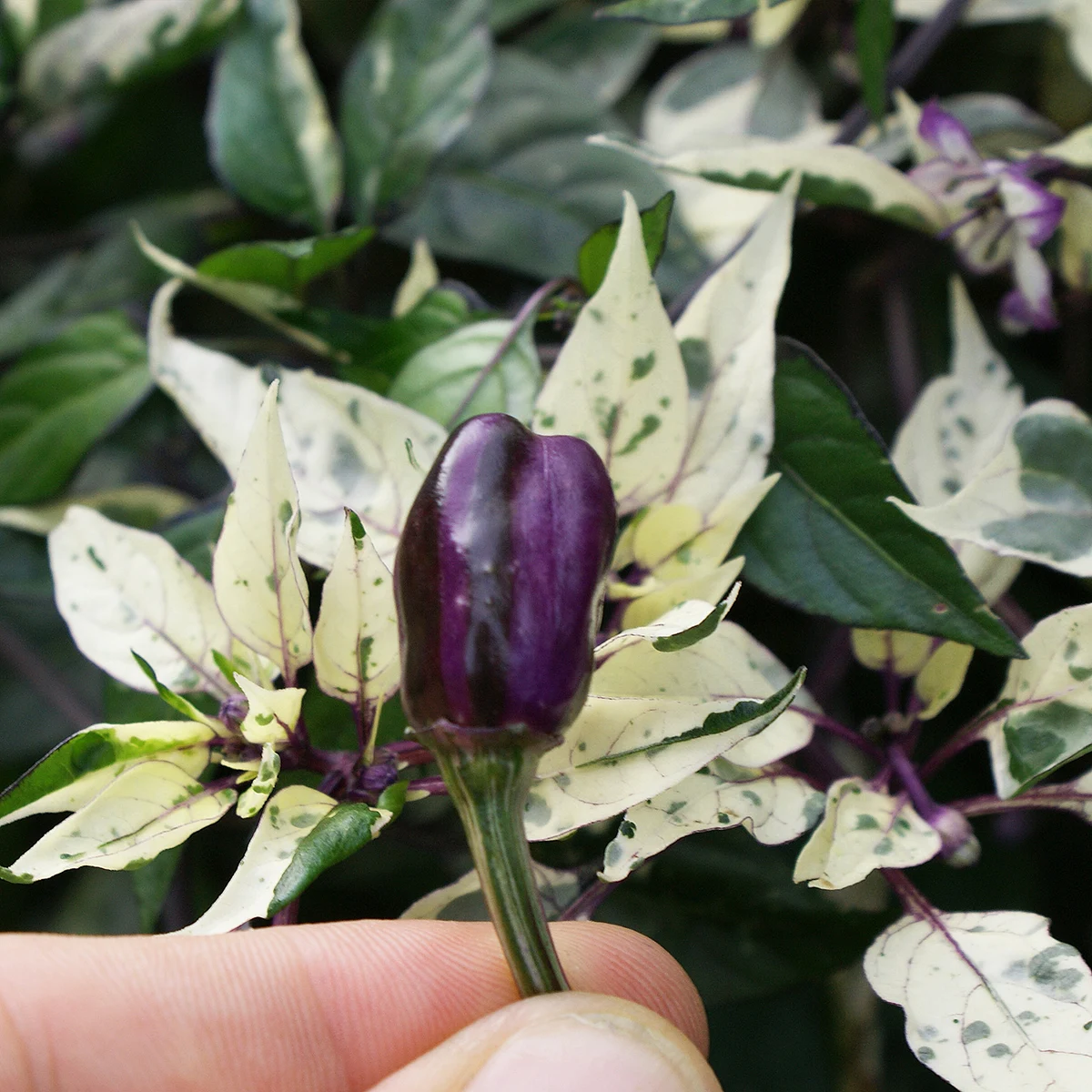 Rh Lilac – Image 3