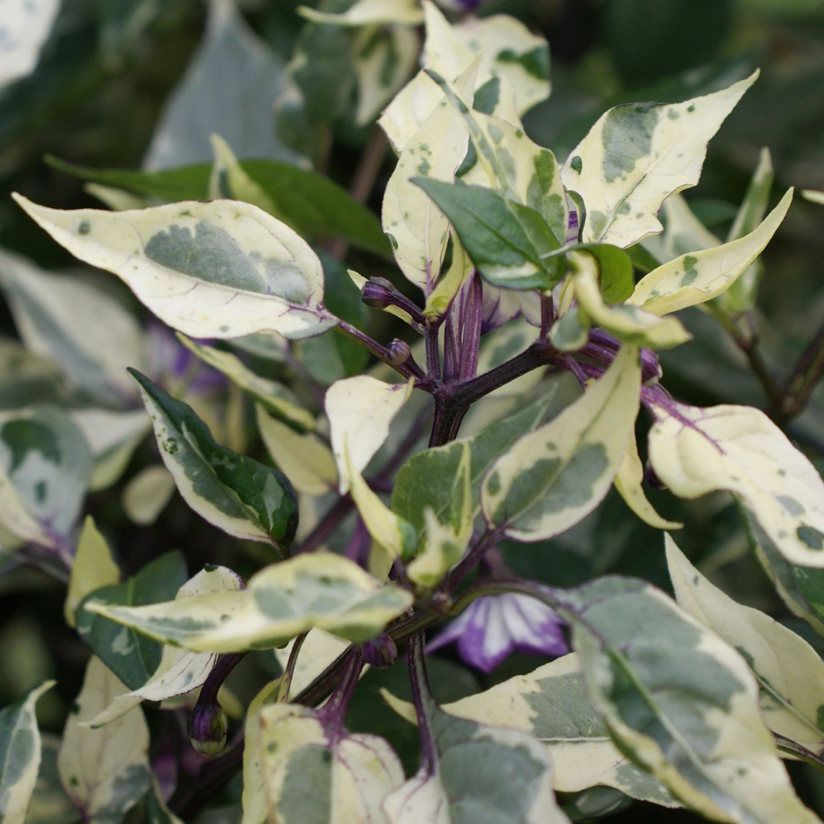 Rh Lilac – Image 4