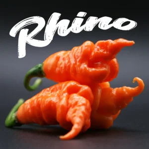Rhino DD
