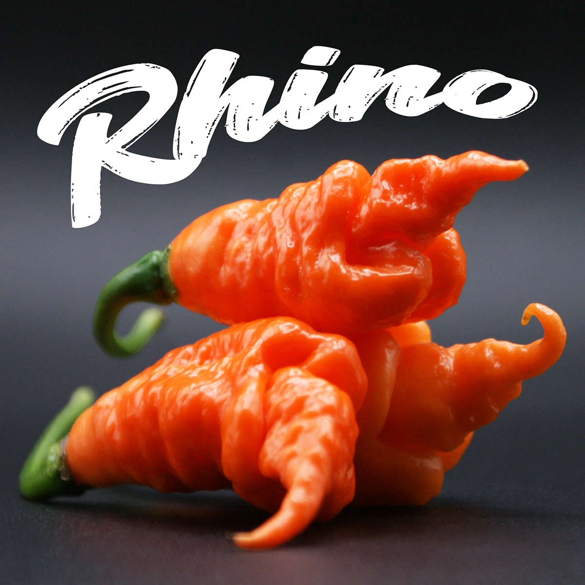 Rhino DD