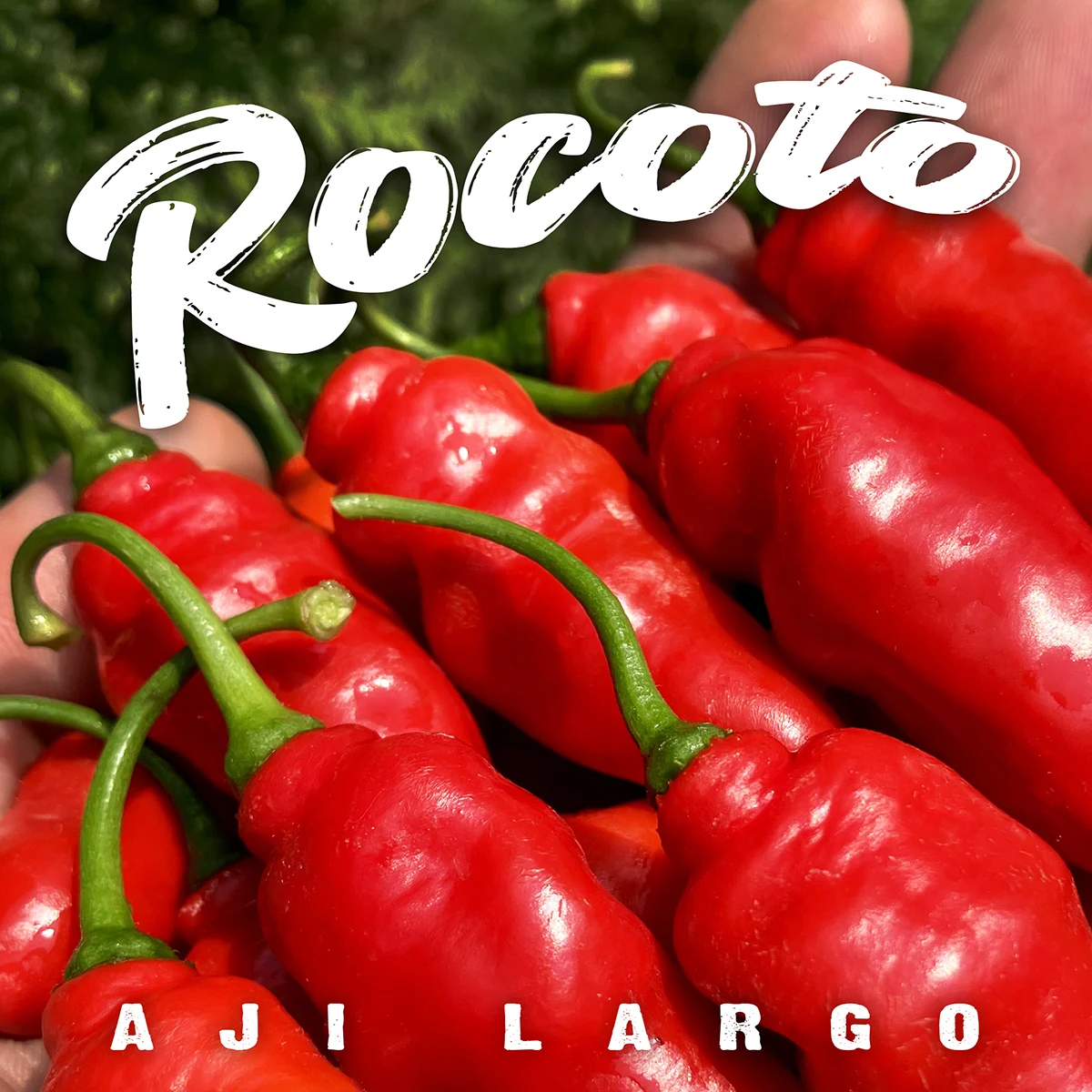 Rocoto Aji Largo