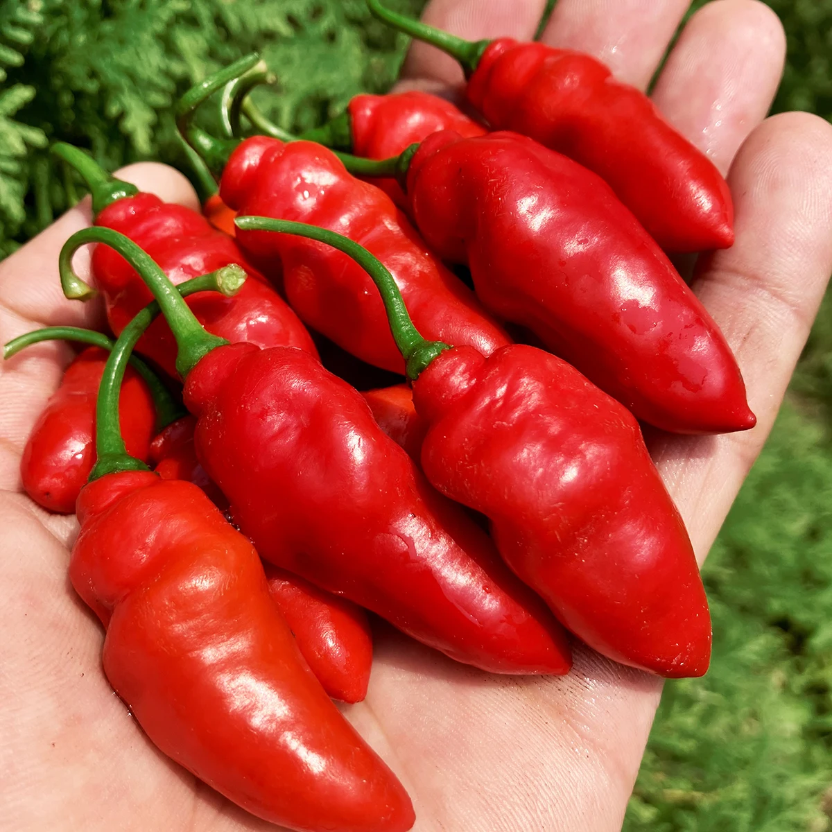 Rocoto Aji Largo – Image 2