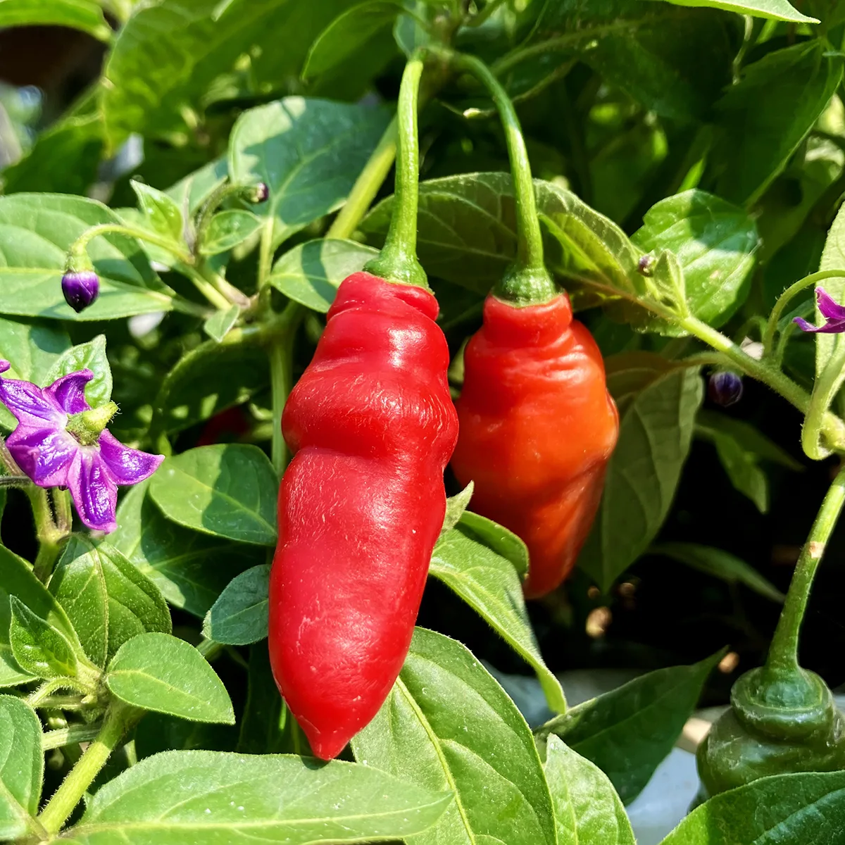 Rocoto Aji Largo – Image 3