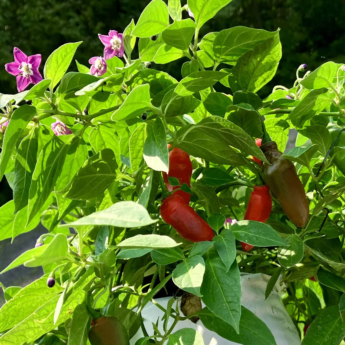 Rocoto Aji Largo – Image 4