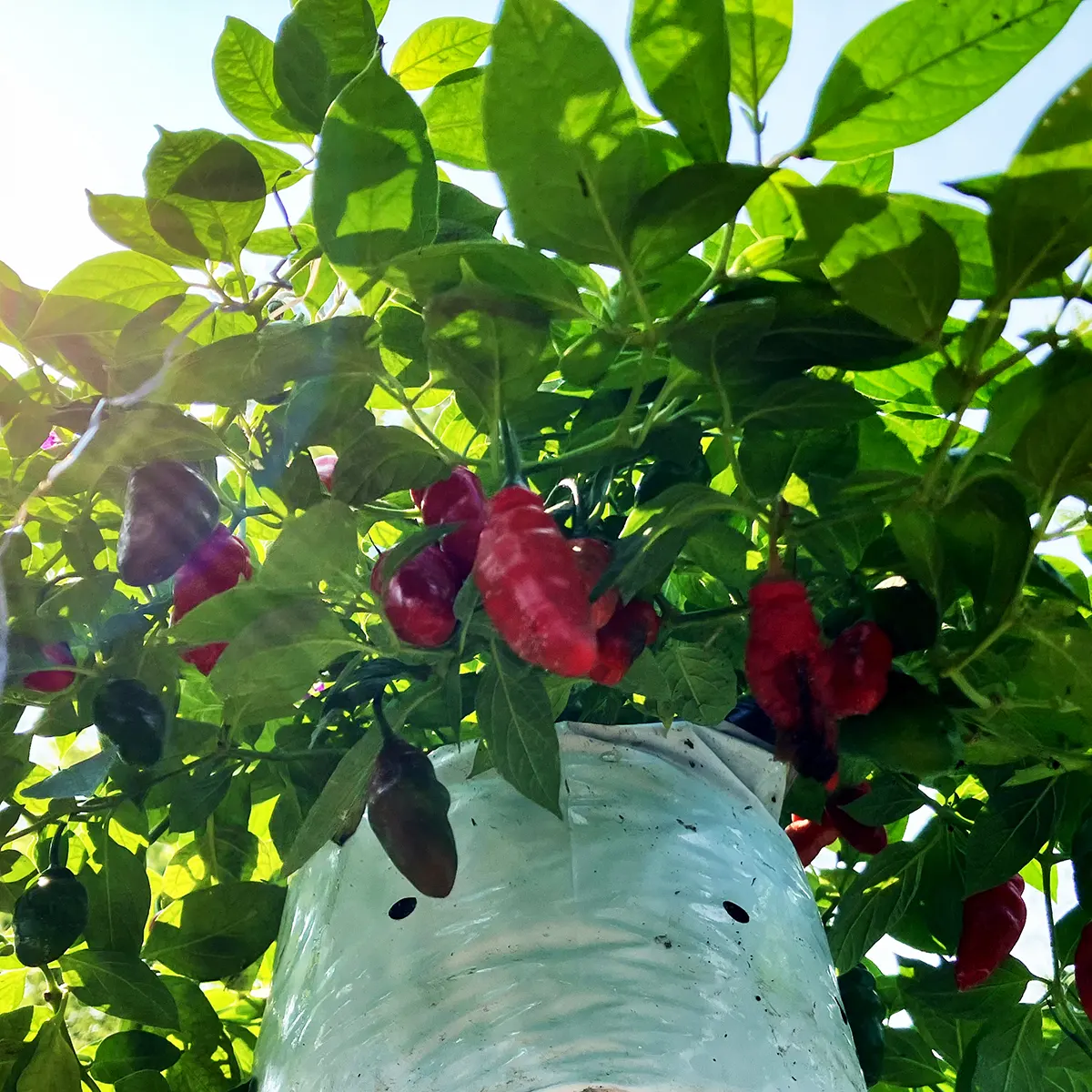 Rocoto Aji Largo – Image 5