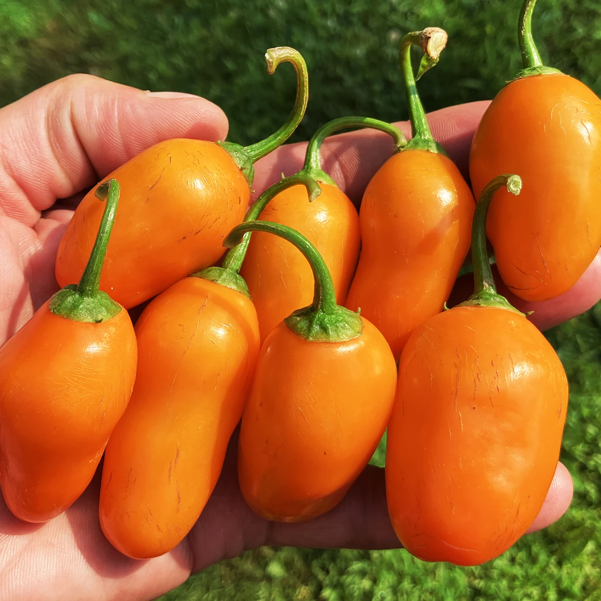 Rocoto Desert Peach – Image 2