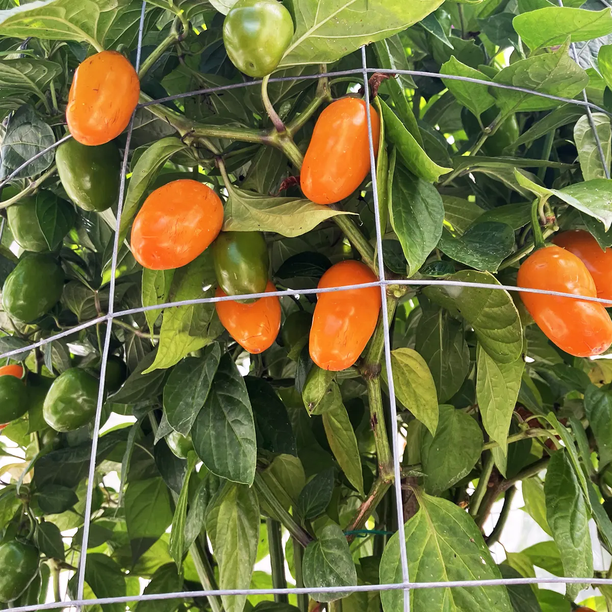 Rocoto Desert Peach – Image 3