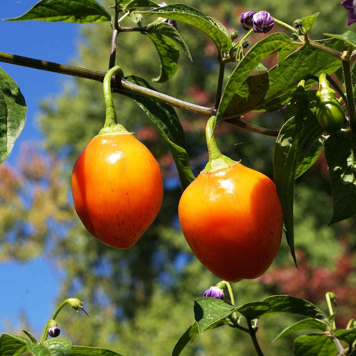 Rocoto Desert Peach – Image 4