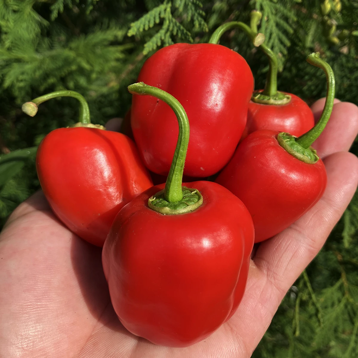 Rocoto Manzano – Image 2