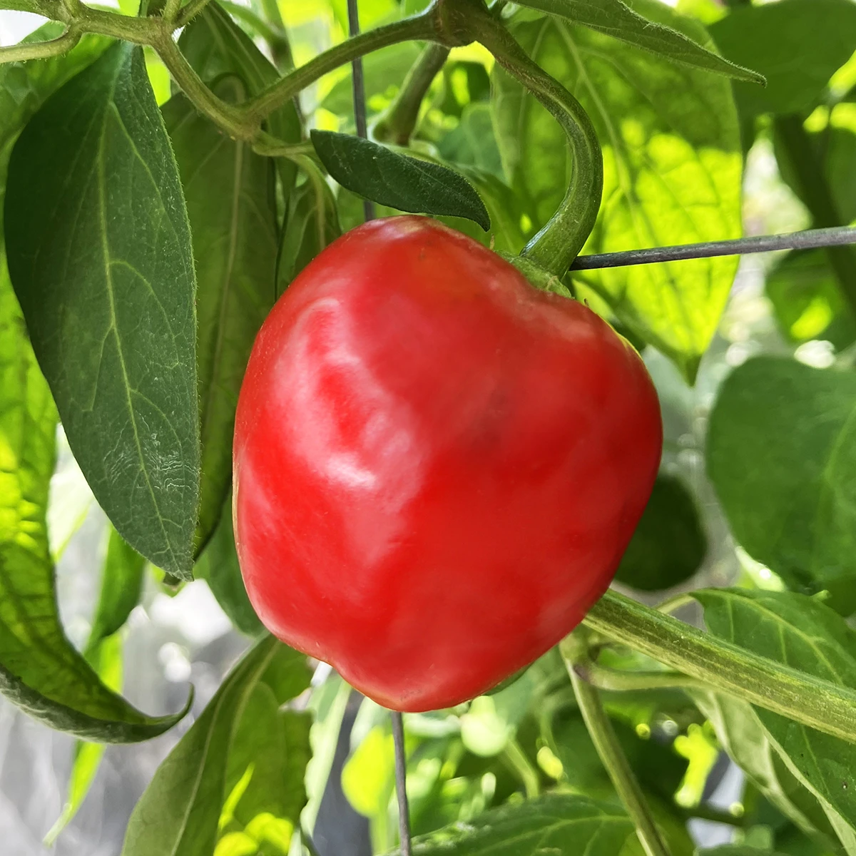 Rocoto Manzano – Image 3