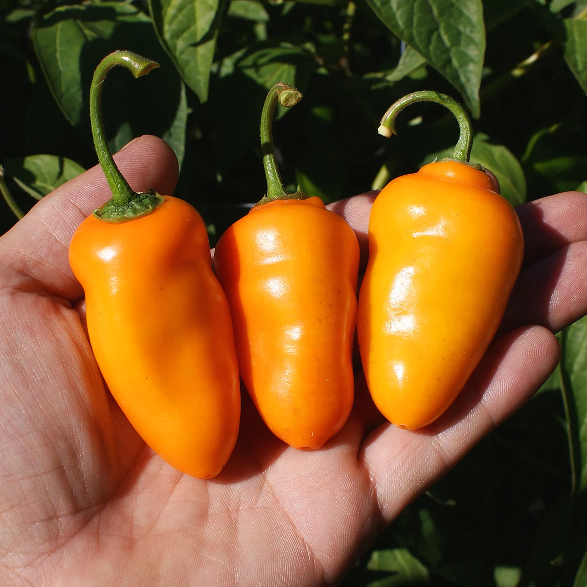 Rocoto Turbo Pube – Image 2
