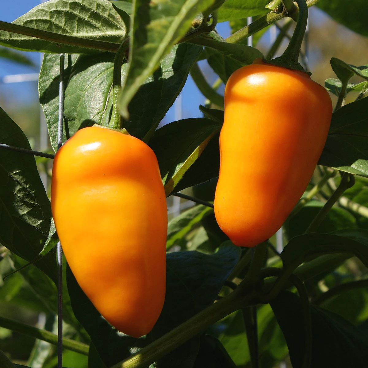 Rocoto Turbo Pube – Image 3