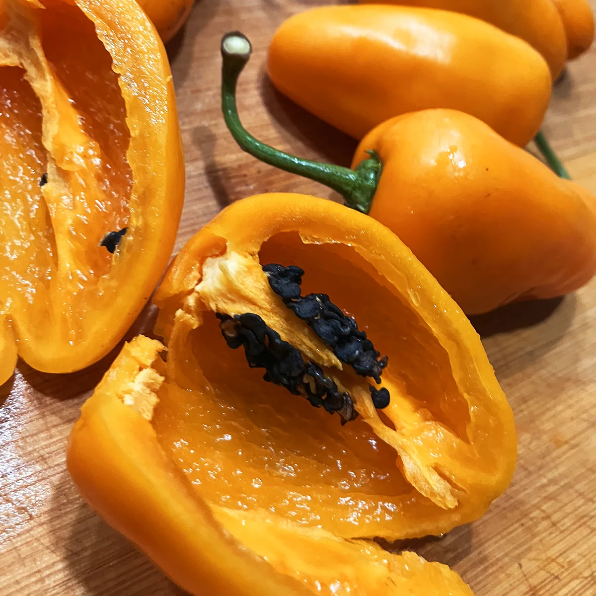 Rocoto Turbo Pube – Image 4