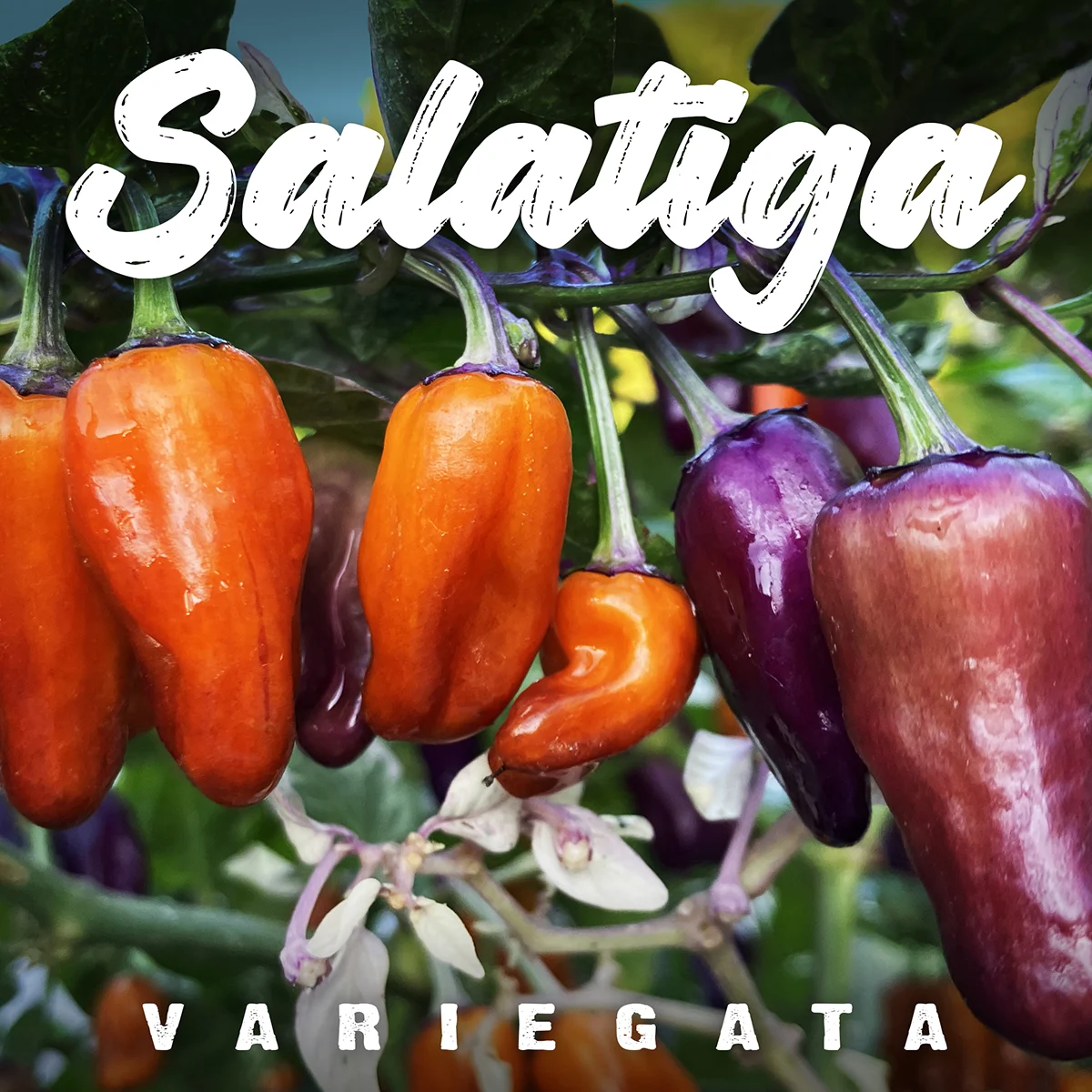 Salatiga Variegata