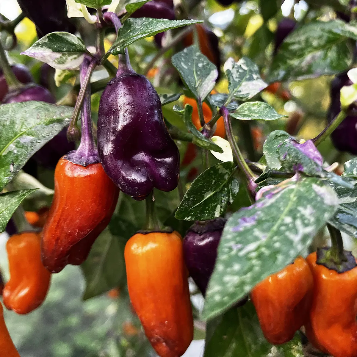 Salatiga Variegata – Image 2
