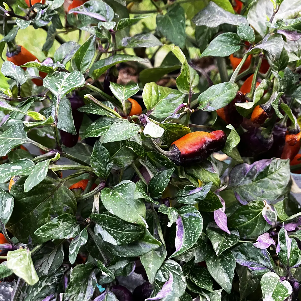 Salatiga Variegata – Image 3
