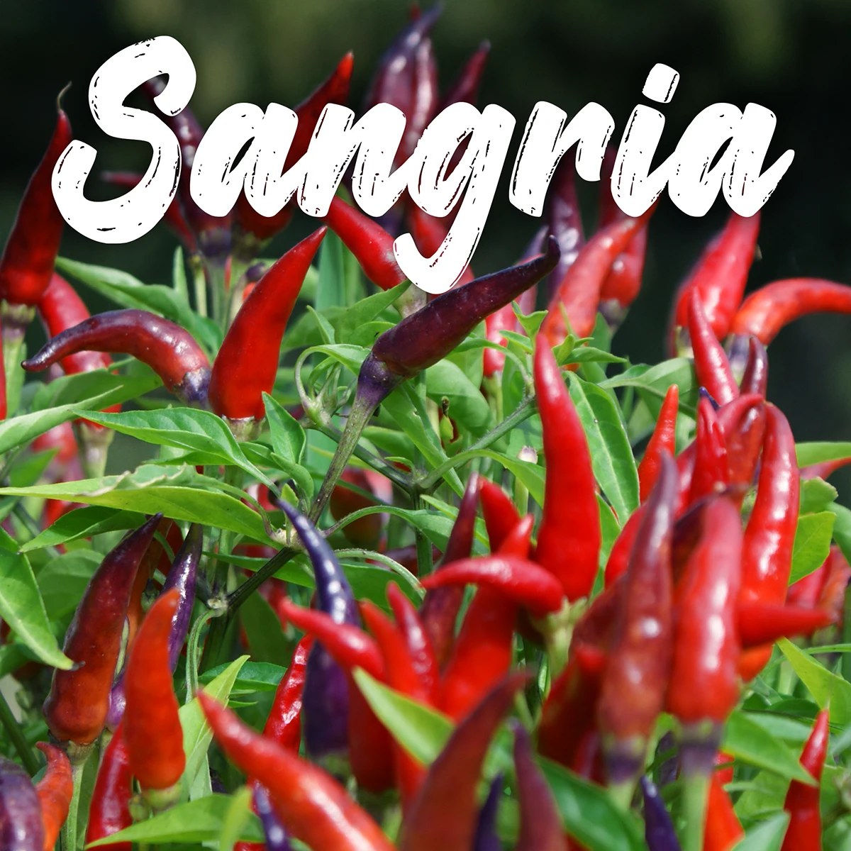 Sangria