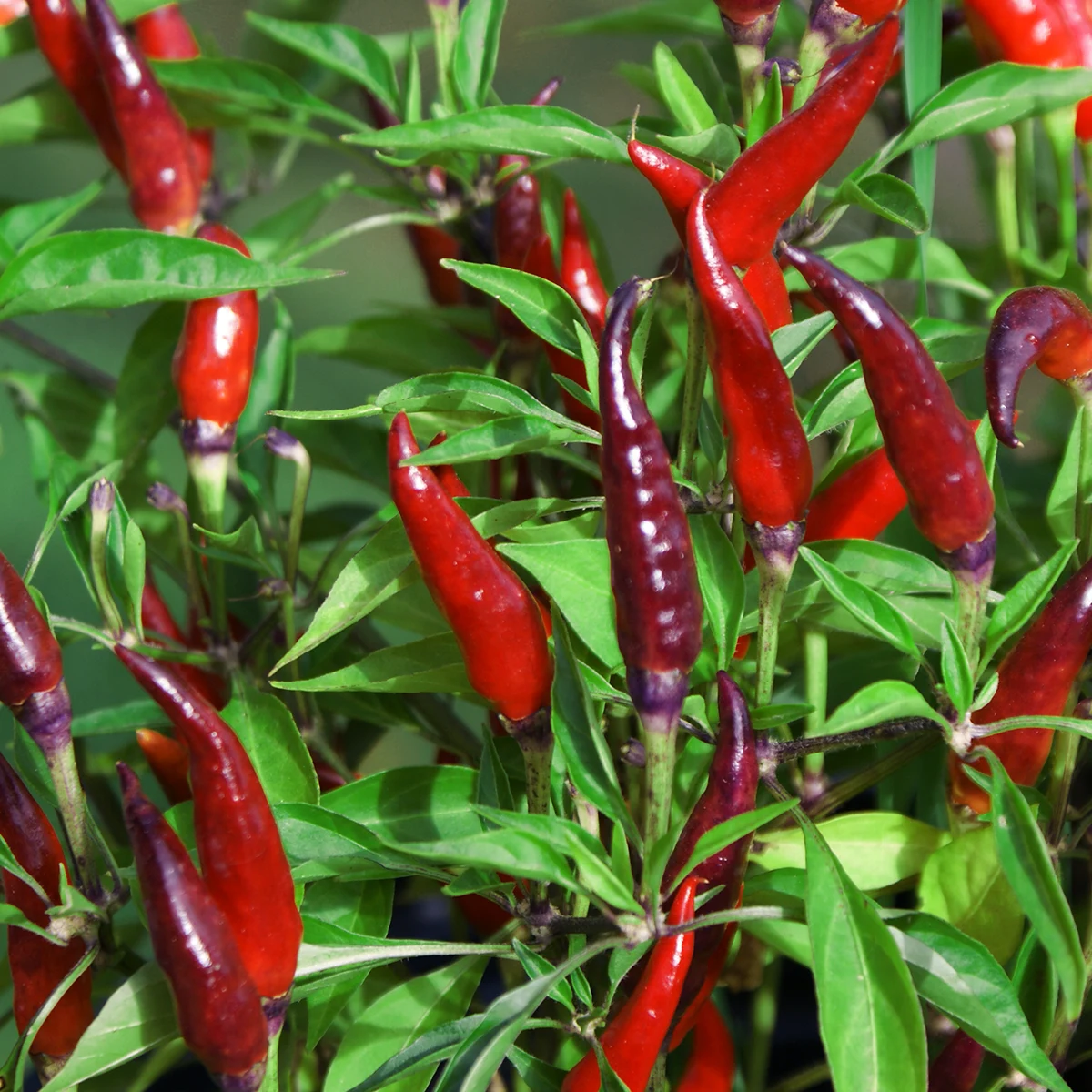 Sangria – Image 3
