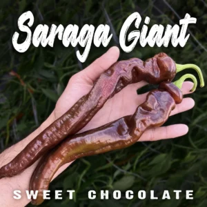 Saraga Giant Sweet Chocolate