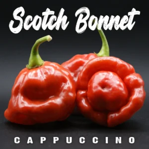 Scotch Bonnet Cappuccino