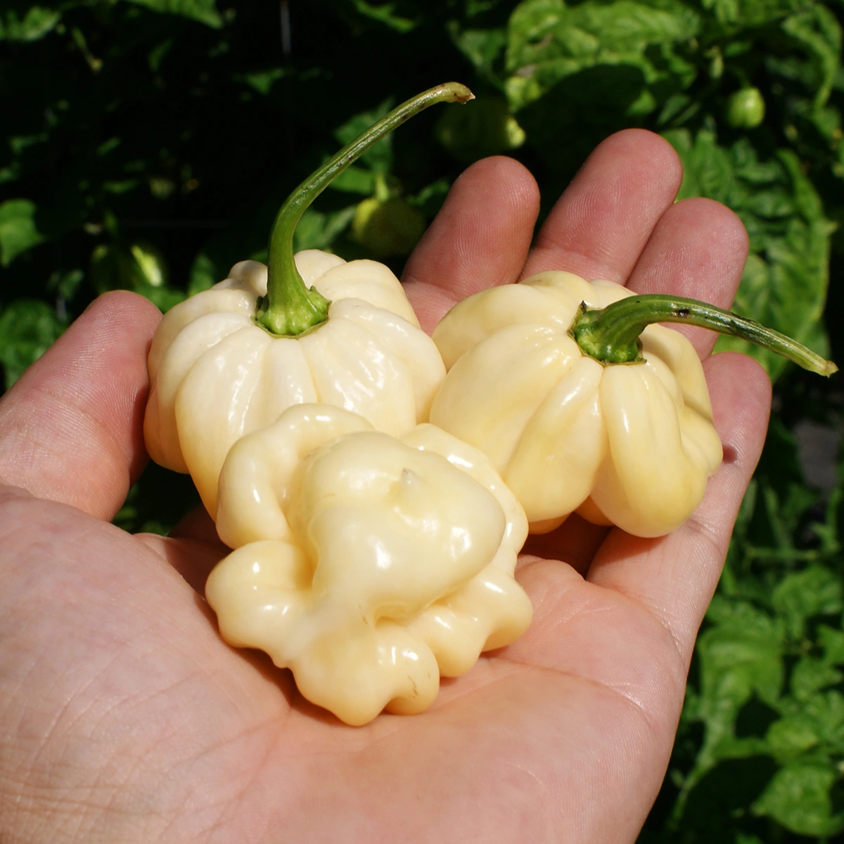 Scotch Bonnet Cream – Image 2