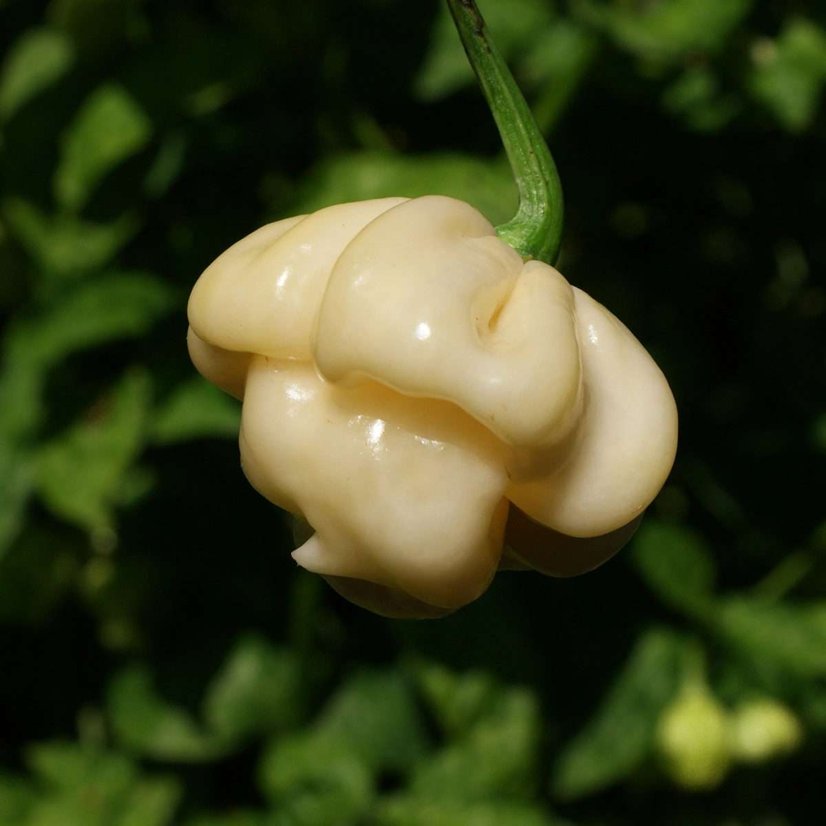 Scotch Bonnet Cream – Image 3