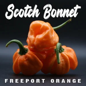 Scotch Bonnet Freeport Orange