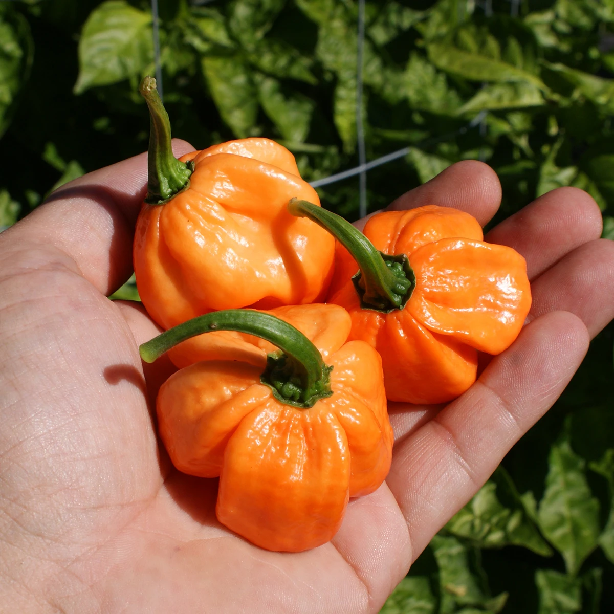 Scotch Bonnet Freeport Orange – Image 2