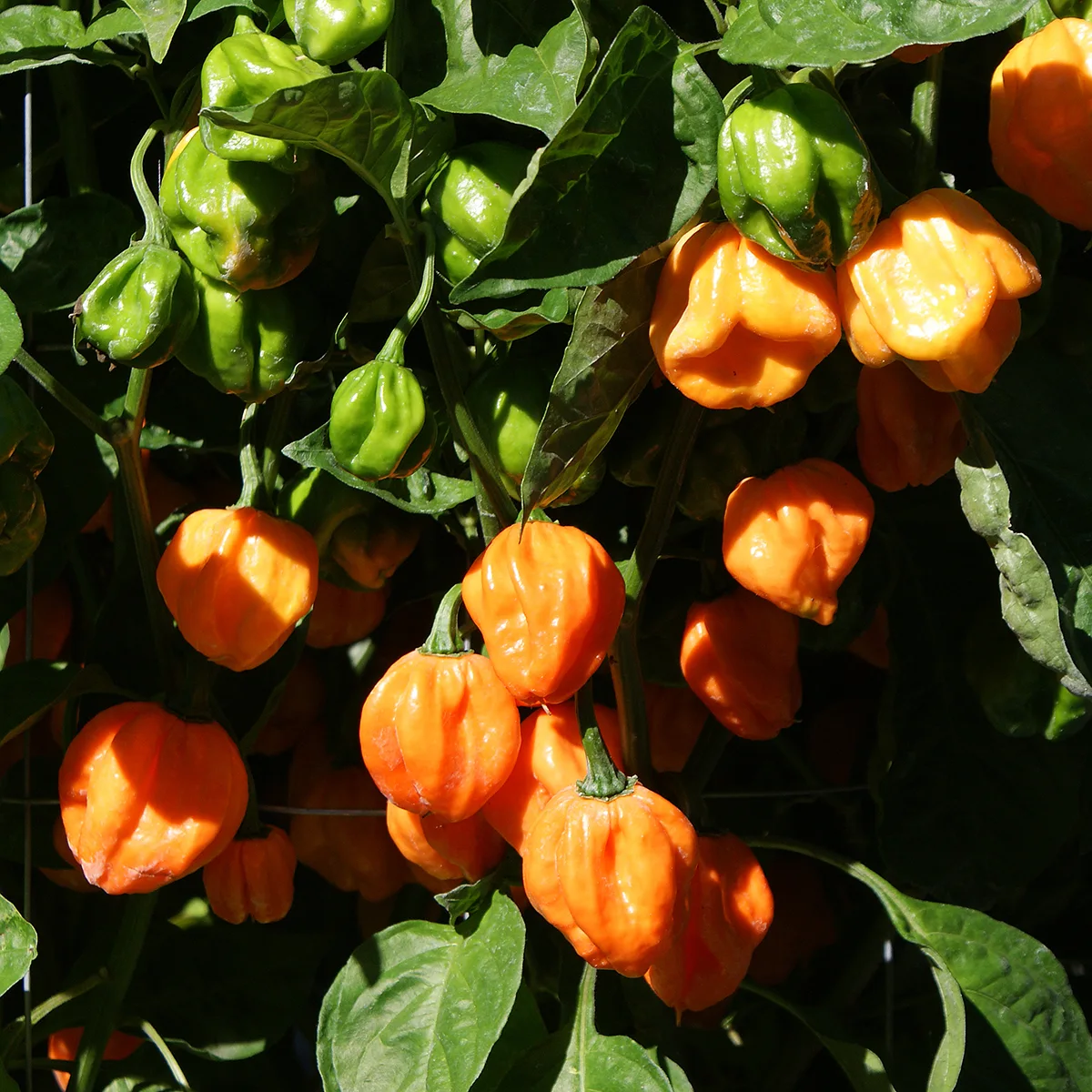 Scotch Bonnet Freeport Orange – Image 3