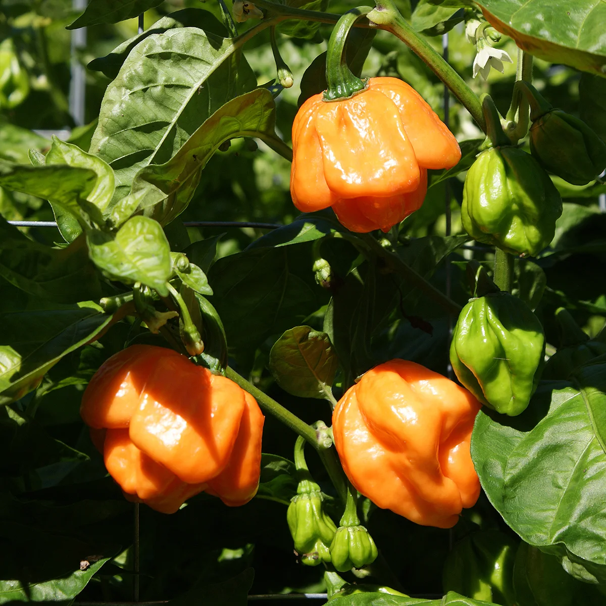 Scotch Bonnet Freeport Orange – Image 4