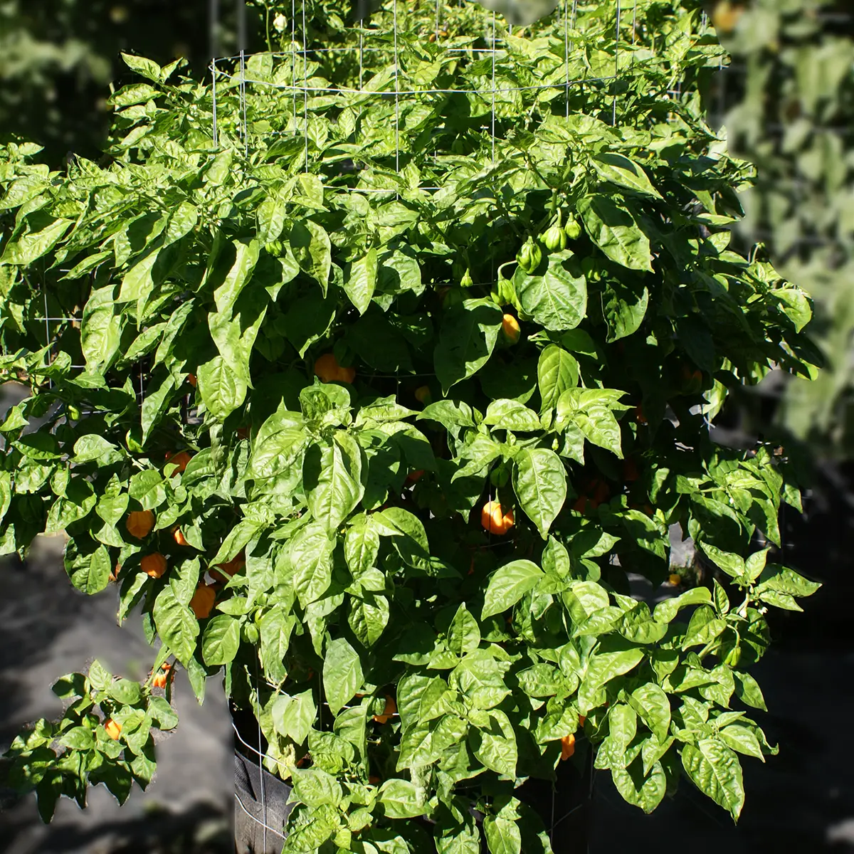 Scotch Bonnet Freeport Orange – Image 5