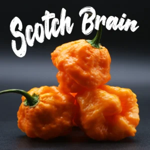 Scotch Brain