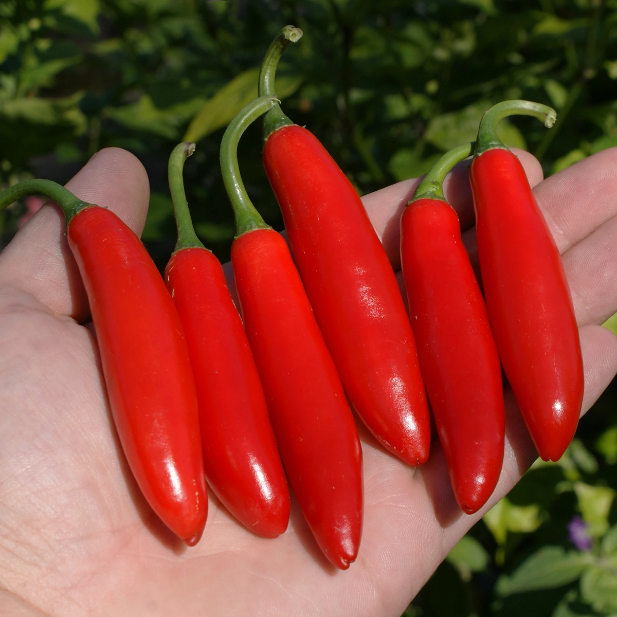Serrano – Image 2