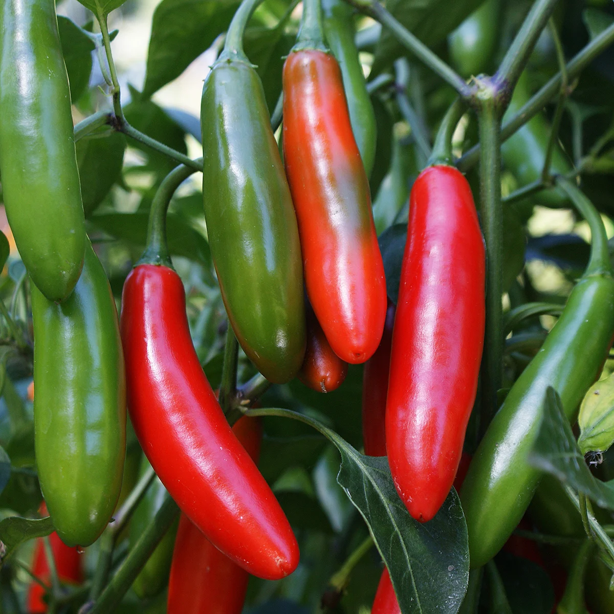 Serrano – Image 3