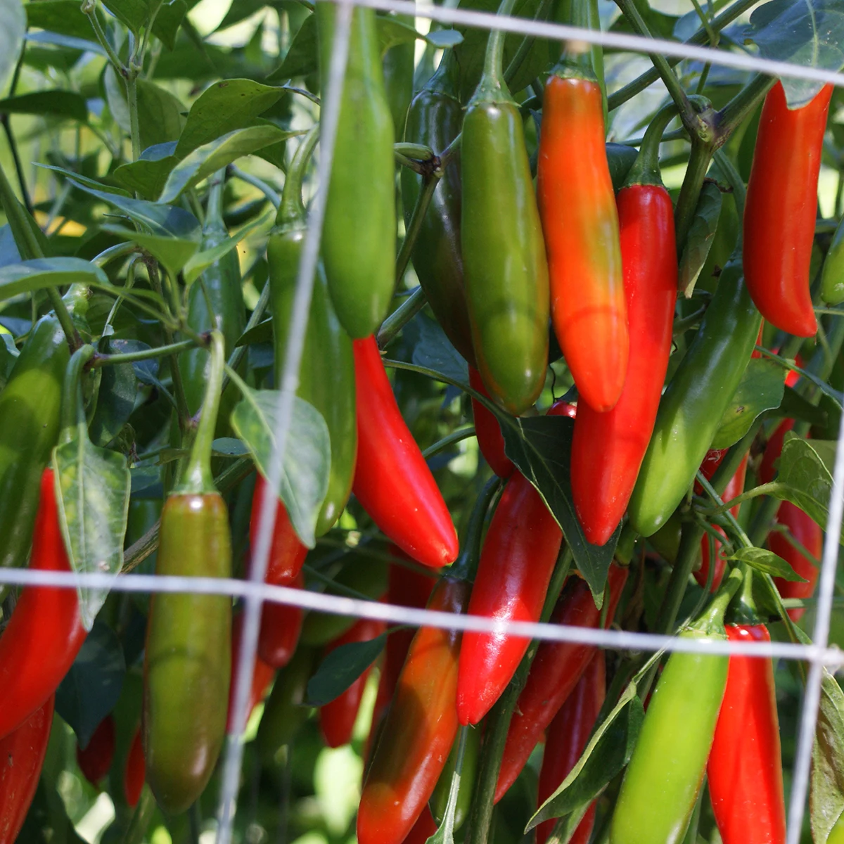 Serrano – Image 4