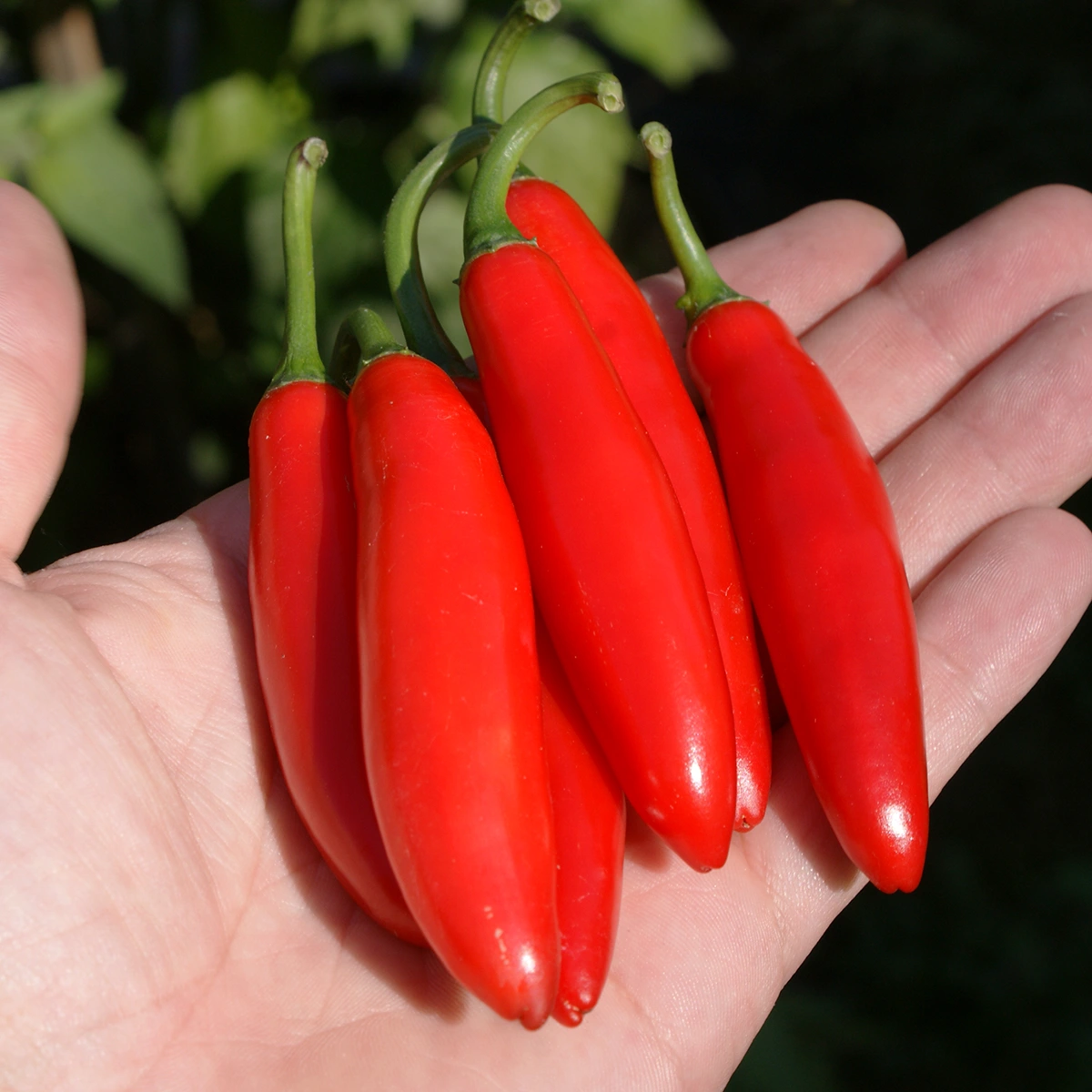 Serrano – Image 5