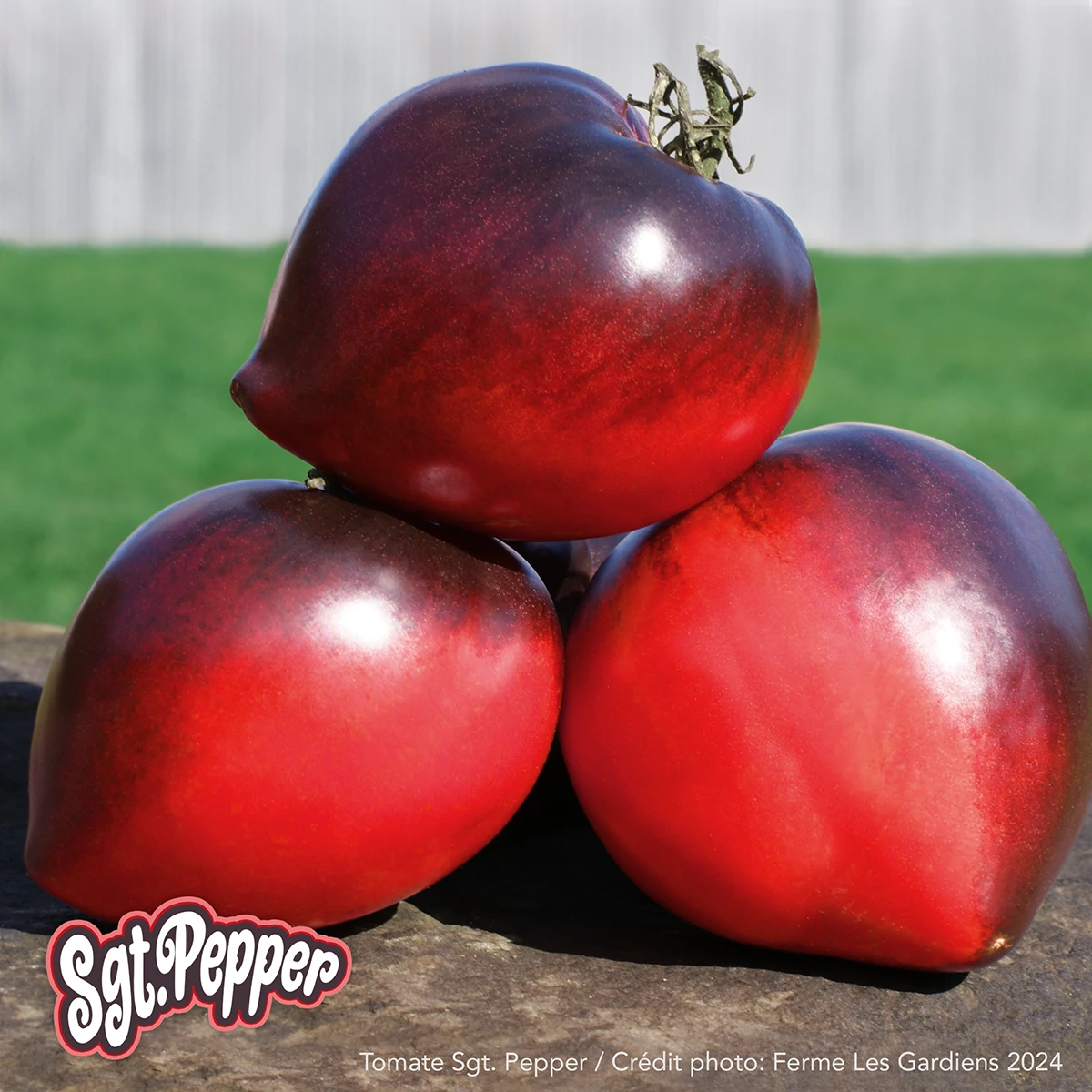 Sgt Pepper’s
