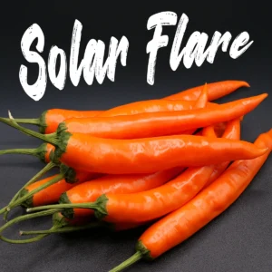 Solar Flare